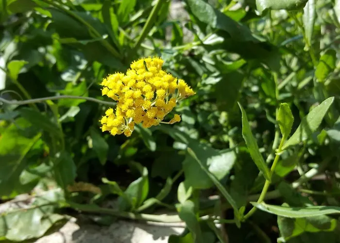 Barone 4 게스트하우스 시베니크