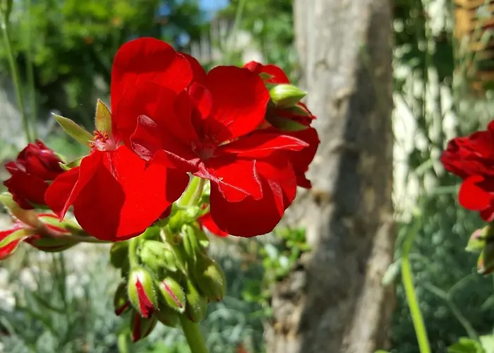 招待所 Barone 4 希贝尼克